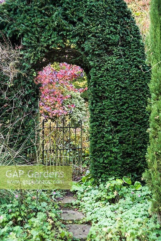 A yew archway frames a gate that leads from the cottage into the woodland garden where a liquidambar turns to a kaleidoscope of colour.