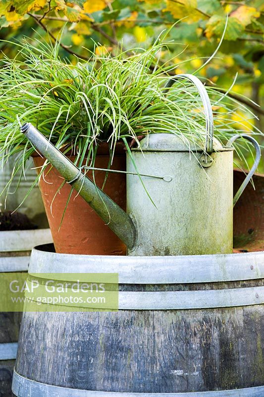 Old galvanised watering can on a rainwater barrel with grass in pot.