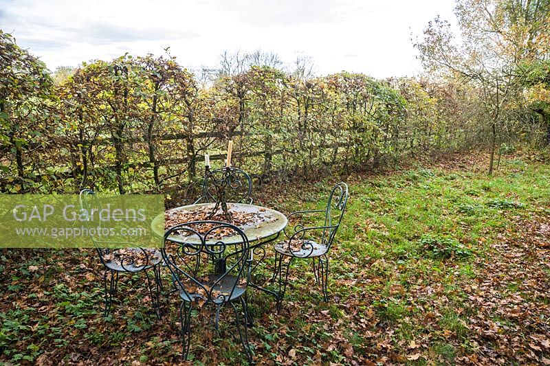 Metal table and chairs complete with candlestick with a backdrop of hornbeam hedge cut with a scalloped top.