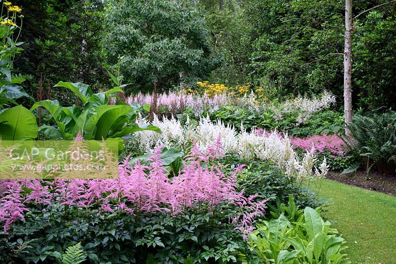 Astilbe 'Bressingham Beauty' and 'Diamant' in damp woodland garden