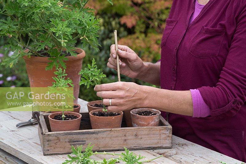 Potting up cutting of Pelargonium graveolens into individual pots with grit and compost