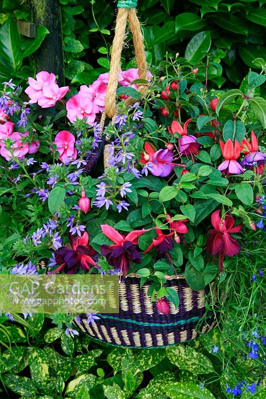 Summer bedding plants displayed in a wicker basket suspended on thick rope that echoes the colours of the flowers above. Fuchsia 'Gary Rhodes' at the front and 'Sir David Jason' with Scaevola 'Surdiva Blue', trailing lobelia and New Guinea Busy Lizzie'.