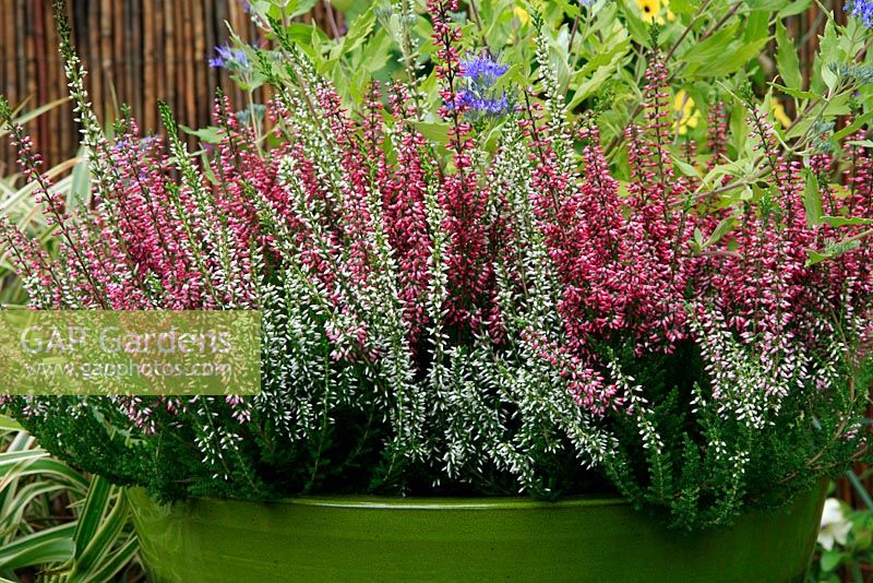 Bud heathers, Calluna vulgaris 'Beauty Sisters' on the rim of a green glazed terracotta pot.