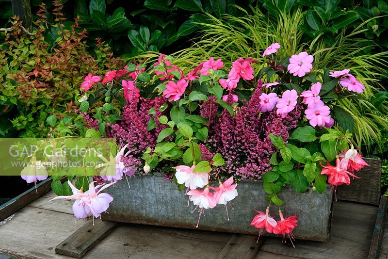 Large flowered fuchsias growing over the edge of  a galvanised metal trough with New Guinea Busy Lizzies and South African Cape Heath, Erica gracilis woven in.