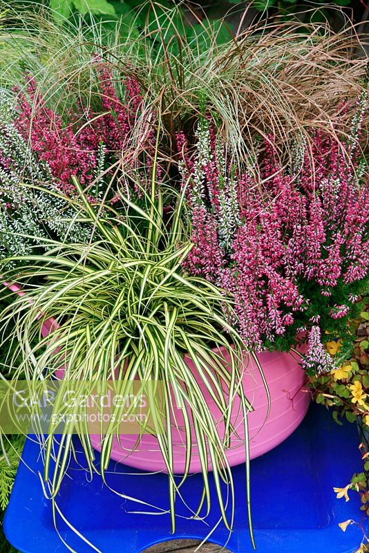 Bud Heathers and dwarf ornamental grasses giving late summer and autumn interest in a pink plastic trug set on a  blue tray. Calluna vulgaris 'Beauty Sisters' with Carex oshimensis 'Evergold', Uncinia rubra and Carex 'Frosted Curls'.