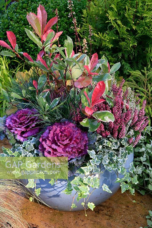 Soft tones of pink, purple, grey and white feature in a late summer and autumn display arranged in a grey glazed bowl. Photinia x fraseri Pink Marble with Festuca 'Elijah Blue', ornamental cabbage, small leaved variegated ivies and bud heathers, Calluna vulgaris, 'Beauty Sisters'.