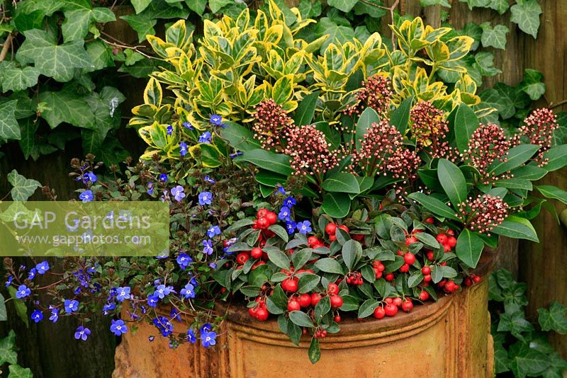 Winter colour from flowers, buds and berries from October to April in a terracotta container. Gaultheria procumbens on the rim with Veronica umbrosa 'Georgia Blue', Skimmia 'Rubella' and Euonymus japonicus 'Ovatus Aureus'.