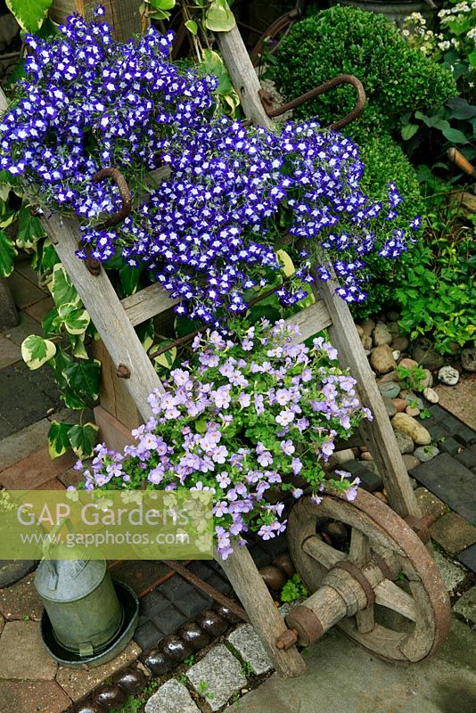 Two summer trailing bedding plants displayed on the crosspieces of a flat topped wheelbarrow leaning against the oak post of an open barn. Lobelia 'Waterfall Blue Ice' and Scopia 'Gulliver Blue'.