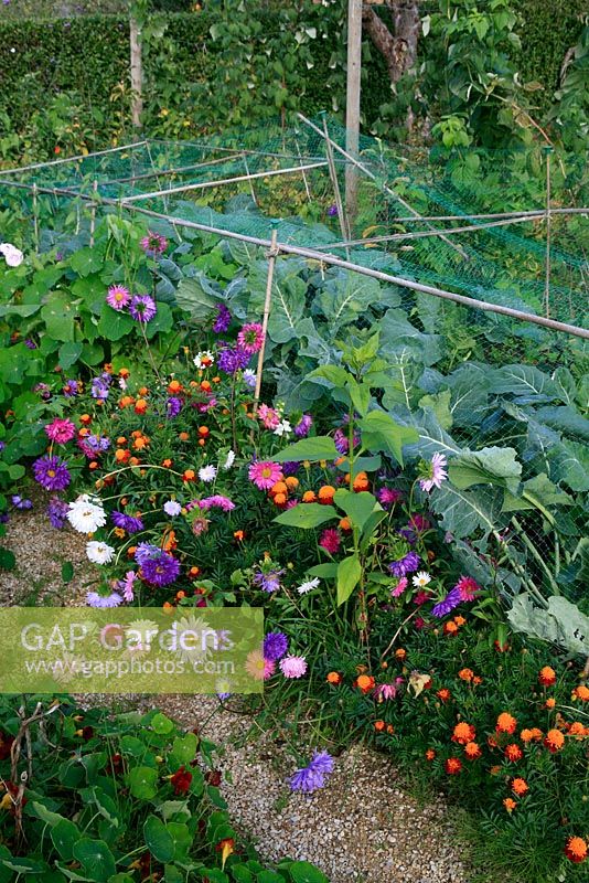 Kitchen garden with Brussels sprouts protected from pigeons in a low netting cage made with bamboo canes. Along the front are asters for cutting and French marigolds to attract pollinators.