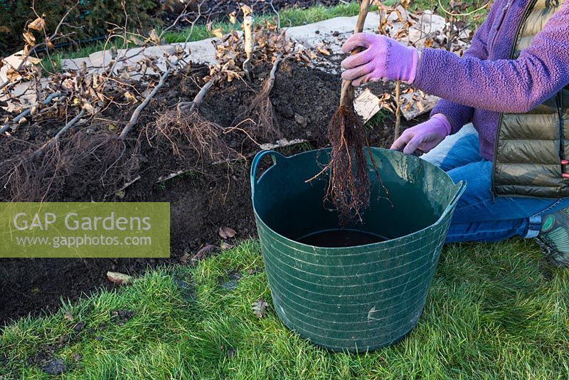 Soaking bare root Fagus sylvatica in a solution of water and Mycorrhizal fungi