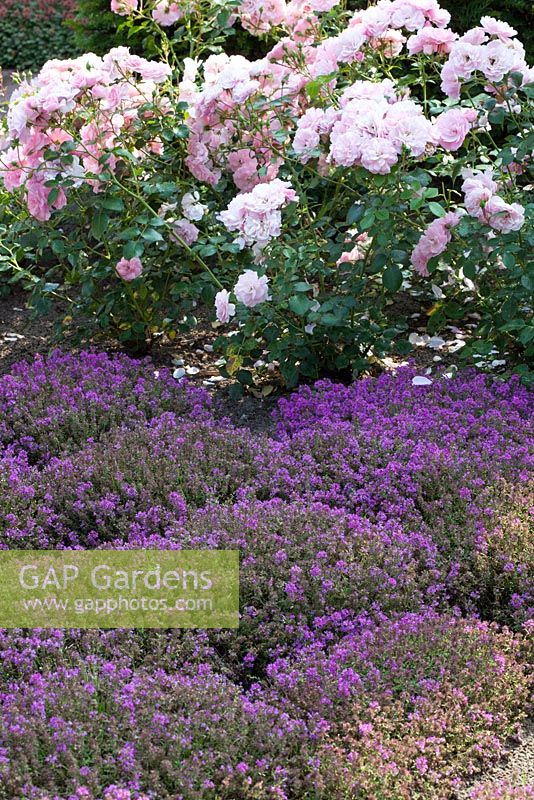 Ground covering Thymus, Rosa 'Bonica'