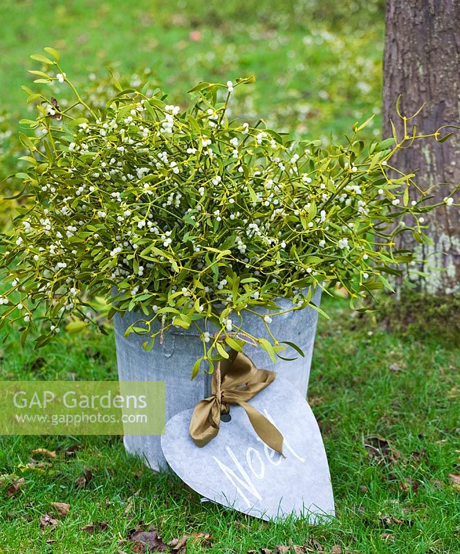 Container filled with mistletoe