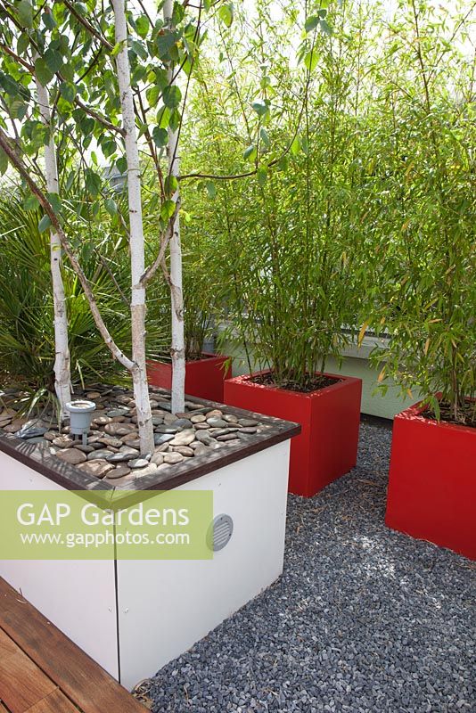 Containers planted with Betula utilis 'Doorenbos' and Fargesia aurea on a roof terrace garden in Rotterdam, Holland.