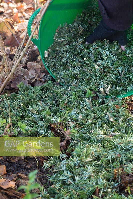 Mulch of Christmas tree shreddings over a garden border