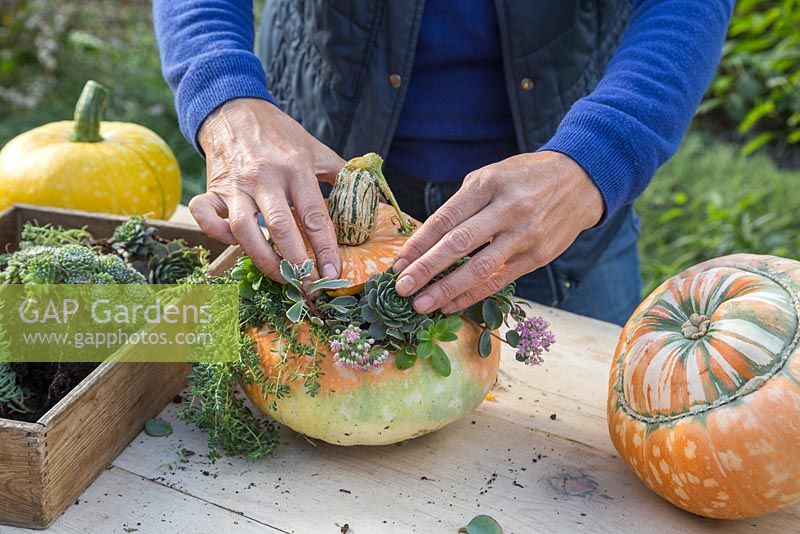 Lastly place the lid of the Pumpkin gently on top of the Succulents