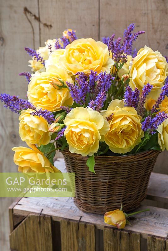 Rose 'Graham Thomas' with purple Salvia in woven basket