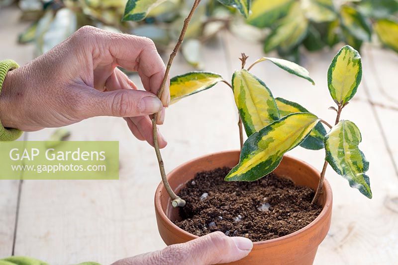 Plant the Elaeagnus cuttings in a terracotta pot ensuring they are equally spaced apart