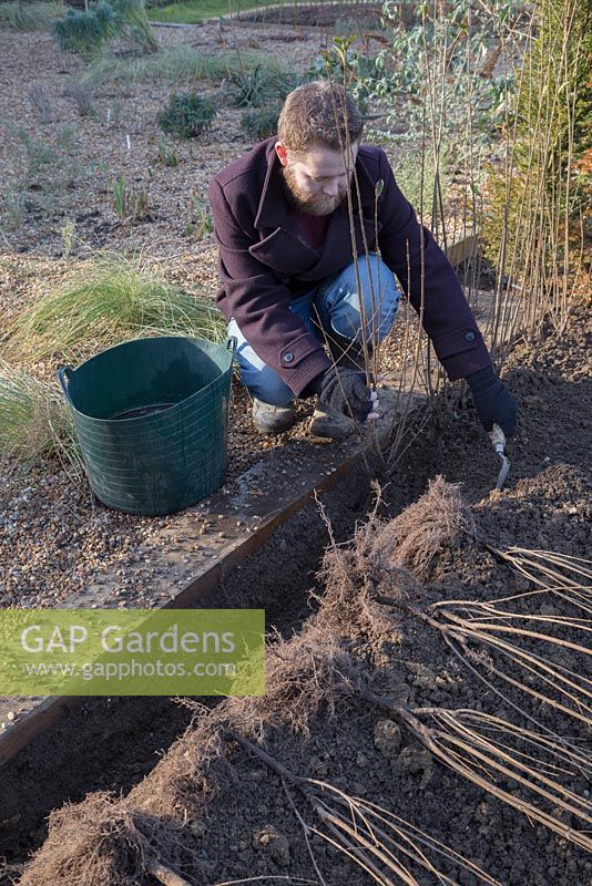 Planting a row of bare root Ligustrum ovalifolium in trench