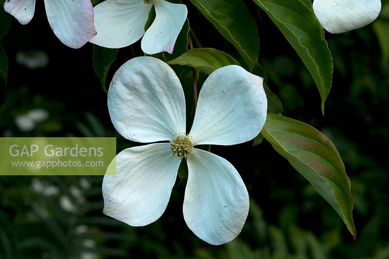 Cornus 'Norman Haddon' August