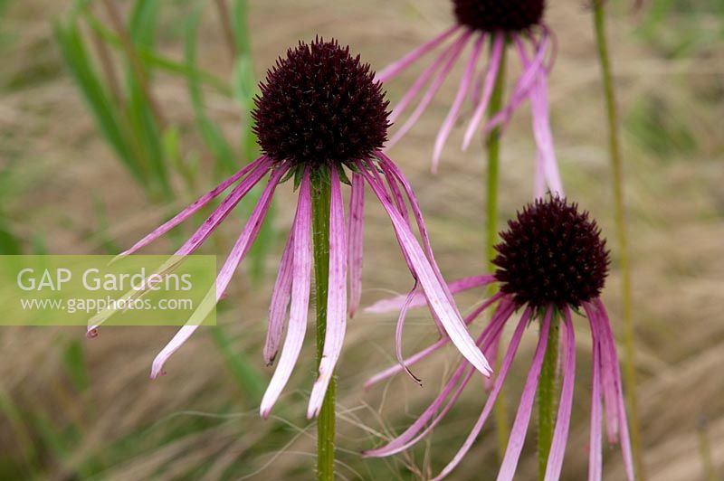 Echinacea pallida with Stipa tenuissima, Oudolf Field, Hauser and Wirth, Somerset, August