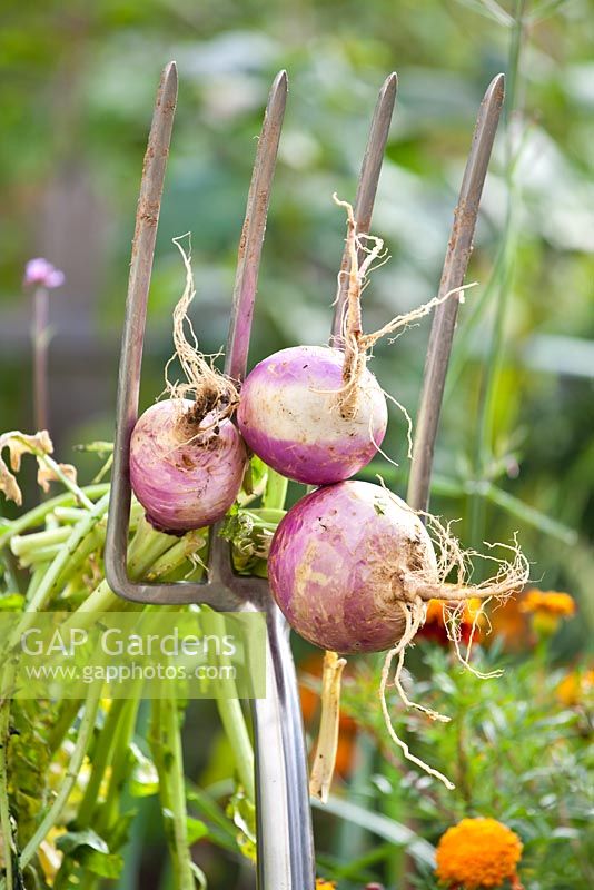 Harvesting turnips using garden fork.