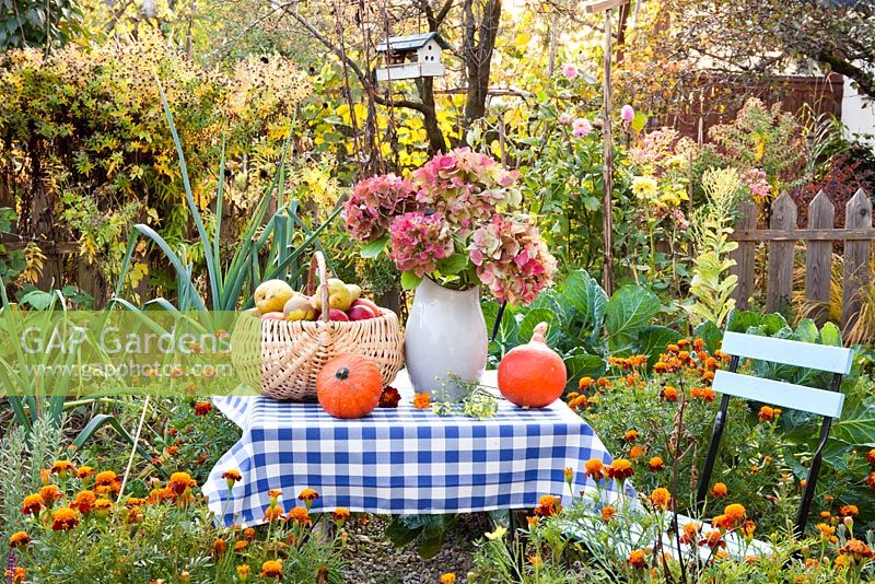 Displays of harvest in autumn vegetable garden. Jug of Hydrangea.
