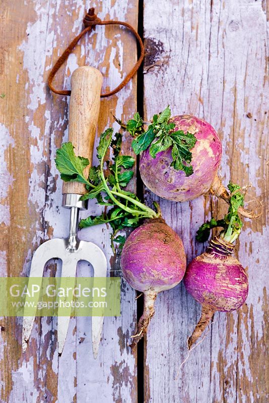 Harvested turnips with fork 