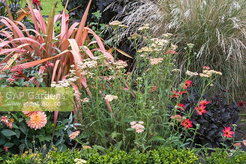 Salvia, Phormium, Dahlia, Achillia and ornamental grass