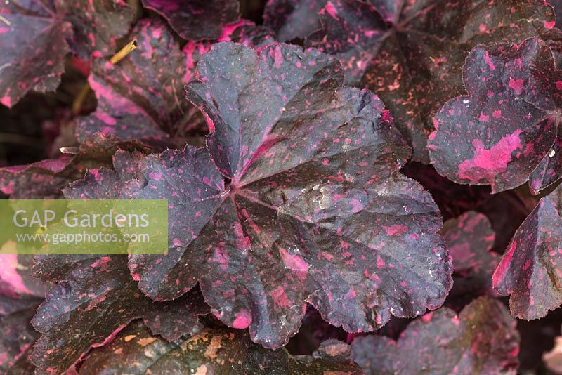 Heuchera