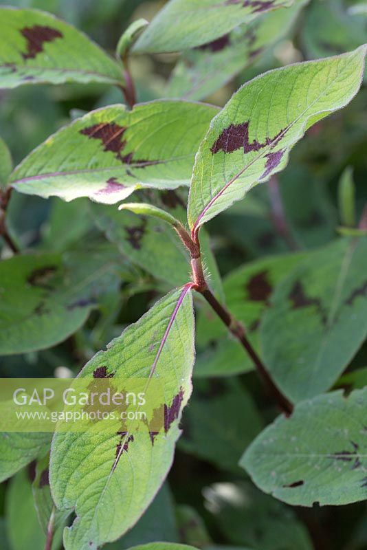 Persicaria leaves with black markings