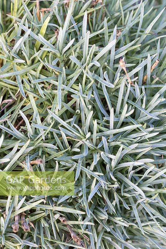 Dianthus foliage