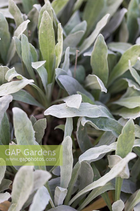 Lychnis foliage