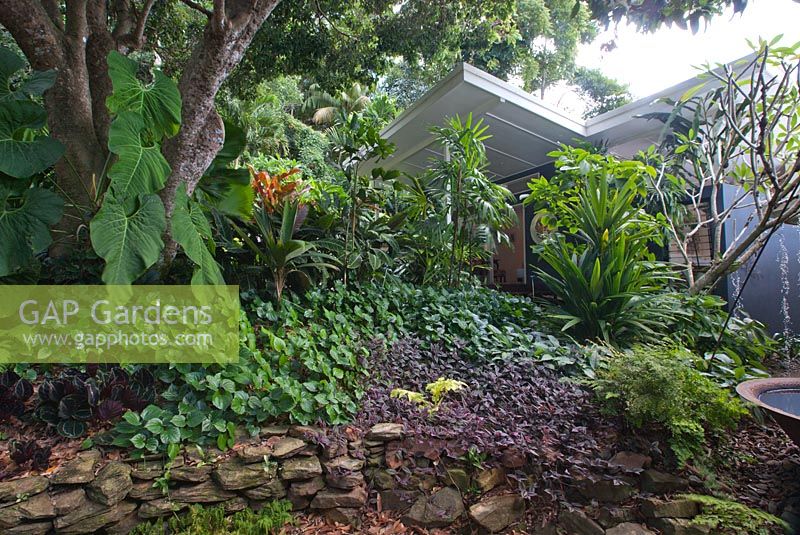 Rustic bookleaf stone raised garden bed wall, with a layered planting of ground covers and a screen of taller plants, featuring Tradescantia zebrina and large green Elephants ears.