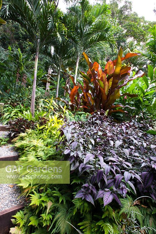 Layered planting featuring purple leaved, Strobilanthes dyerianus, Persian shield, soft green feathery foliage of a Sellaginella and a dramatic red leaved Heliconia indica.