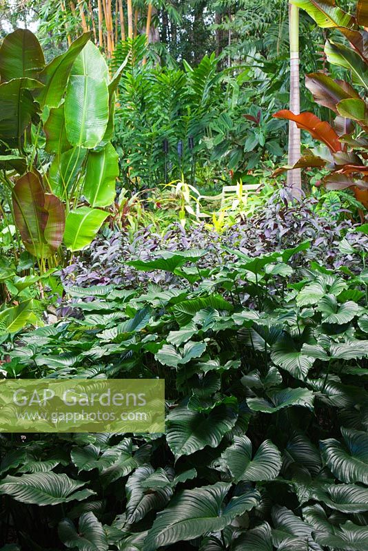 Layered planting featuring an Alocasia species, Elephants ears and purple leaved, Strobilanthes dyerianus, Persian shield and a red and green leaved Heliconia indica.