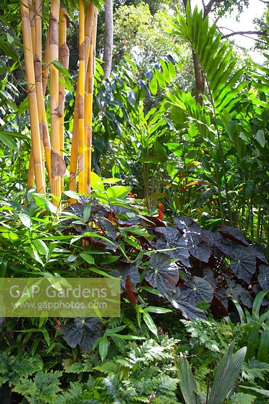 A clump of purple leaved Begonias growing with ferns and yellow stemmed bamboo.