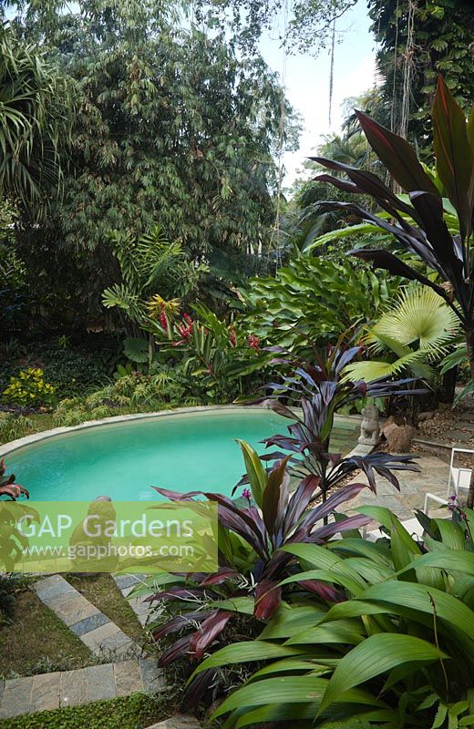 Swimming pool with paved edging in a tropical garden with colourful foliage 