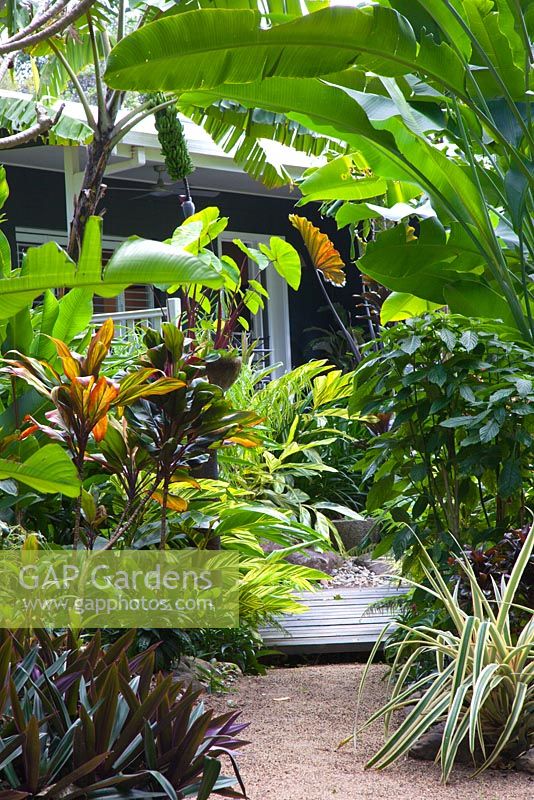 Gravel path leading to timber boardwalk and house surrounded by a thickly planted lush tropical garden featuring a large Heliconia species.