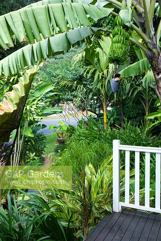 Corner detail of a black timber deck with white balustrading, featuring Alpinia zerumbet 'Variegata', with green and yellow striped foliage and Musa acuminata, Macintosh banana, with bunches of green unripe fruit and a view to a lower garden.