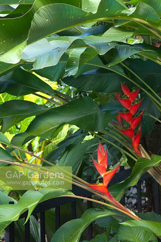 Heliconia, plant with red, green and yellow parrot beak shaped bracts with green flowers.