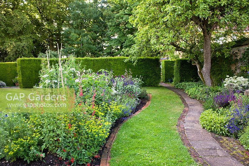 Perennial borders:  Lysimachia Ephemerum, Salvia Turkestanica, Salvia pratensis Indigo, Salvia microphylla Lutea, Salvia Amistad, Salvia Mystic Spires, Agastache rugosa, Euphorbium