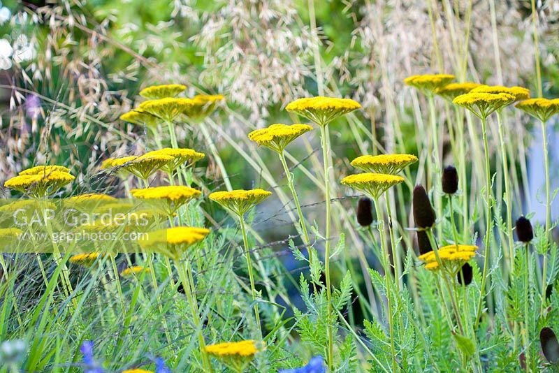 Achillea filipendula 'Gold Plate'