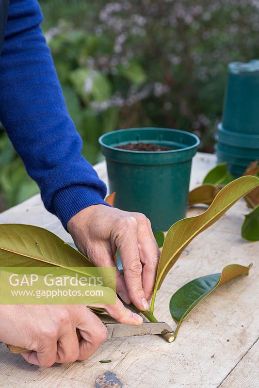 Use a sharp knife to remove the bottom of the cutting 1cm above the leaf node