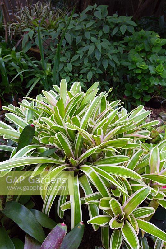 A collection of Neoregelia 'Sheba' growing in full shade with variegated pale green, white and pink strappy foliage.