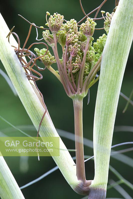 Foeniculum vulgare 'Purpureum' - bronze fennell