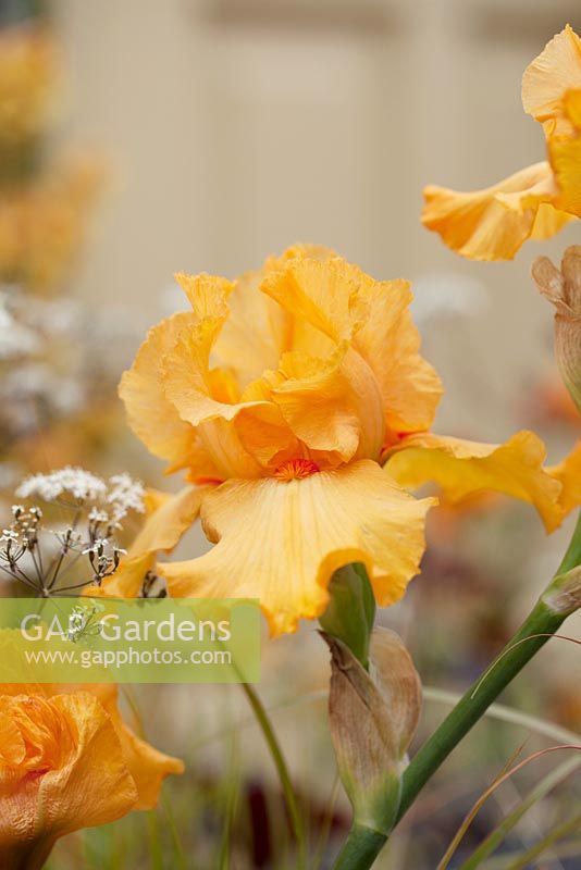 Iris germanica Big Squeeze