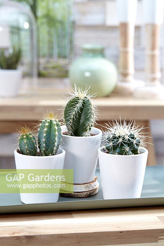 Cereus Touffe, Echinocactus, Isolatocereus in small white pots