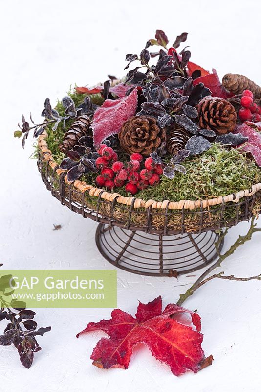 Frosted display of Pine cones, Hawthorn berries, Acer leaves and Pittosporum leaves in a wire stand