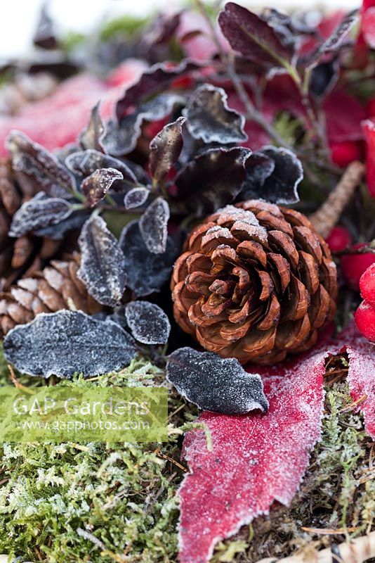 Frosted display of Pine cones, Acer leaves and Pittosporum leaves in a wire stand