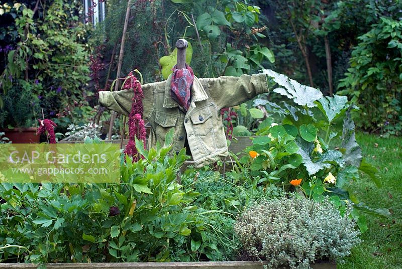 Vegetable beds with scarecrow, herbs and amaranthus